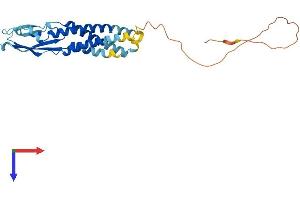 Synaptoporin Protein (SYNPR) (AA 1-265) (His tag)