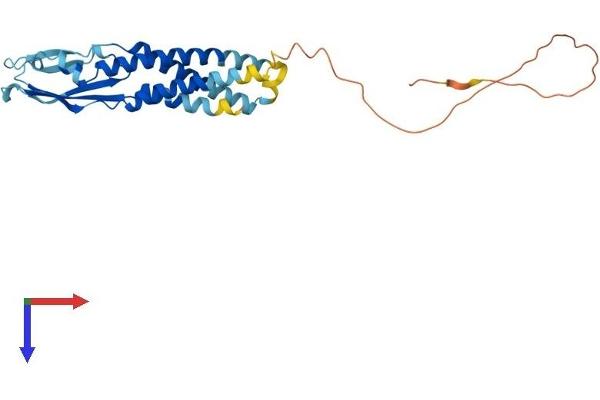 Synaptoporin Protein (SYNPR) (AA 1-265) (His tag)