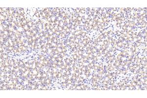Detection of PRCP in Mouse Kidney Tissue using Polyclonal Antibody to Prolylcarboxypeptidase (PRCP) (PRCP Antikörper  (AA 169-443))