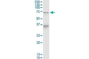 HMX3 monoclonal antibody (M01), clone 1F7. (PELP1 Antikörper  (AA 337-410))