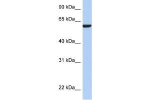 WB Suggested Anti-AMIGO3 Antibody Titration: 0. (AMIGO3 Antikörper  (N-Term))