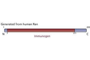 Image no. 3 for anti-RAN, Member RAS Oncogene Family (RAN) (AA 7-171) antibody (ABIN967913) (RAN Antikörper  (AA 7-171))