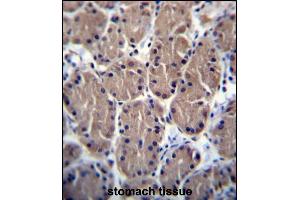 POLR1B Antibody (N-term) (ABIN656426 and ABIN2845718) immunohistochemistry analysis in formalin fixed and paraffin embedded human stomach tissue followed by peroxidase conjugation of the secondary antibody and DAB staining.