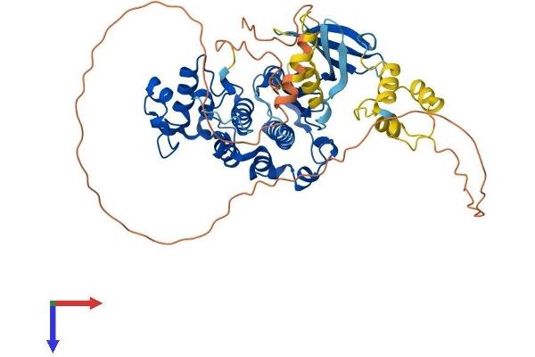 CDK16 Protein (AA 1-496) (His tag)