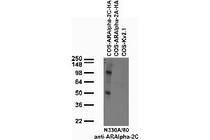 Transfected cell immunoblot: extracts of COS cells transiently transfected with GFP-tagged Synaptotagmin or untagged Kv2.