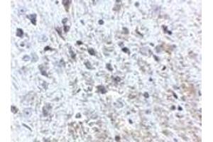 Immunohistochemistry of APP in mouse brain tissue with APP antibody at 2. (APP Antikörper  (N-Term))