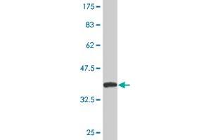 Western Blotting (WB) image for anti-Cold Inducible RNA Binding Protein (CIRBP) (AA 1-90) antibody (ABIN514419)