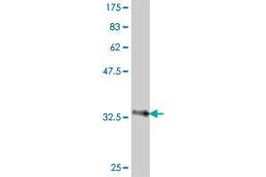 Western Blot detection against Immunogen (37.