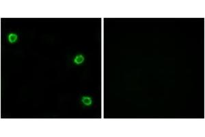 Immunofluorescence (IF) image for anti-Olfactory Receptor, Family 51, Subfamily Q, Member 1 (OR51Q1) (AA 268-317) antibody (ABIN1535821)
