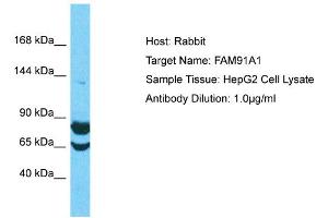 Host: Rabbit Target Name: FAM91A1 Sample Type: HepG2 Whole Cell lysates Antibody Dilution: 1. (FAM91A1 Antikörper  (C-Term))