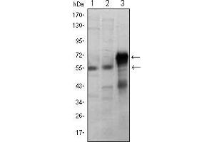 Western blot analysis using ETS1 mouse mAb against Jurkat (1), HepG2 (2) and ETS1-hIgGFc transfected HEK293 (3) cell lysate.