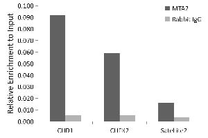 Chromatin immunoprecipitation analysis of extracts of HeLa cells, using MT antibody (243) and rabbit IgG. (MTA2 Antikörper  (AA 60-180))