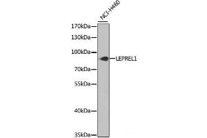 Western blot analysis of extracts of NCI-H460 cells using LEPREL1 Polyclonal Antibody at dilution of 1:1000. (LEPREL1 Antikörper)