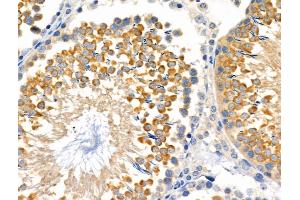 ABIN6258630 and ABIN6275109 at 1/100 staining Rat testis tissue by IHC-P. (EXOG Antikörper  (Internal Region))