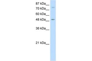 Western Blotting (WB) image for anti-Forkhead Box B1 (FOXB1) antibody (ABIN2461826)