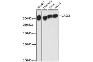Western blot analysis of extracts of various cell lines using CASC5 Polyclonal Antibody at dilution of 1:3000. (CASC5 Antikörper)