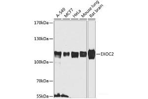 Western blot analysis of extracts of various cell lines using EXOC2 Polyclonal Antibody at dilution of 1:1000. (EXOC2 Antikörper)
