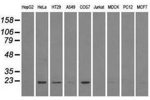 Image no. 6 for anti-Dihydrofolate Reductase (DHFR) antibody (ABIN1497822)