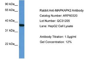 WB Suggested Anti-MAPKAPK2  Antibody Titration: 0. (MAPKAP Kinase 2 Antikörper  (Middle Region))