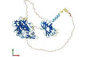 Protein Structure (PS) image for Methyltransferase Like 16 (METTL16) (AA 1-562) protein (His tag) (ABIN7549351)