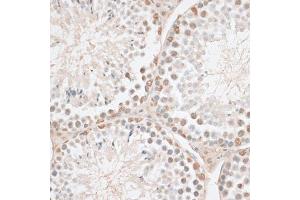 Immunohistochemistry of paraffin-embedded mouse testis using HMGN1 antibody. (HMGN1 Antikörper)