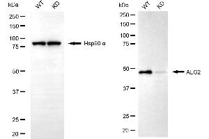 anti-Asparagine-Linked Glycosylation 2, alpha-1,3-Mannosyltransferase Homolog (ALG2) antibody