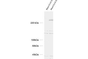 dilution: 1 : 1000, sample: brain homogenate from Munc13-2 and Munc13-3 K. (UNC13C Antikörper  (AA 22-332))