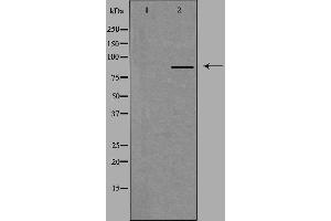 Western blot analysis of extracts from HeLa cells, using MARK antibody. (MARK1 Antikörper)