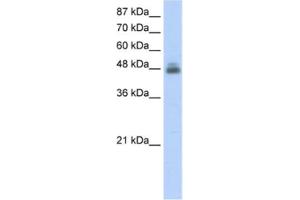 Western Blotting (WB) image for anti-RNA Binding Motif, Single Stranded Interacting Protein 1 (RBMS1) antibody (ABIN2462134) (RBMS1 Antikörper)