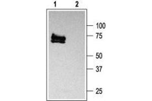 Western blot analysis of rat brain membranes: - 1.