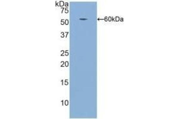 ITGB1 antibody  (AA 140-383)