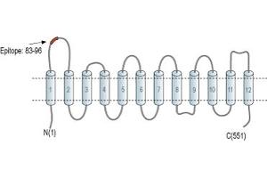 Organic Cation Transporter 3 (OCT3) peptide