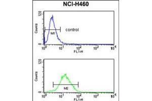 Flow cytometry analysis of NCI-H460 cells (bottom histogram) compared to a negative control cell (top histogram). (CCNB1IP1 Antikörper  (C-Term))