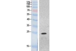 Western Blotting (WB) image for anti-High Mobility Group Box 1 (HMGB1) (Internal Region) antibody (ABIN3181052) (HMGB1 Antikörper  (Internal Region))