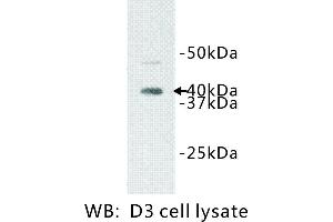 Image no. 1 for anti-Interleukin 1 Receptor-Like 1 (IL1RL1) antibody (ABIN1112898) (IL1RL1 Antikörper)