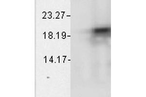 Western Blot analysis of Bovine cell lysates showing detection of Alpha B Crystallin protein using Mouse Anti-Alpha B Crystallin Monoclonal Antibody, Clone 1A7. (CRYAB Antikörper  (Biotin))