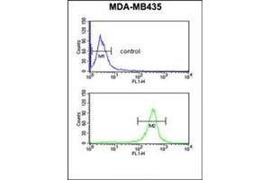 Flow cytometric analysis of MDA-MB435 cells using EXTL3 Antibody (N-term) Cat. (EXTL3 Antikörper  (N-Term))