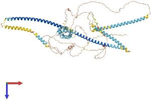 CCPG1 Protein (AA 1-757) (His tag)