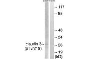 Western blot analysis of extracts from COLO205 cells treated with EGF 200ng/ml 30', using Claudin 3 (Phospho-Tyr219) Antibody. (Claudin 3 Antikörper  (pTyr219))