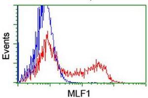 Image no. 2 for anti-Myeloid Leukemia Factor 1 (MLF1) antibody (ABIN1499497)