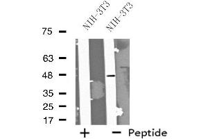 Western blot analysis of extracts from NIH-3T3 cells, using FOXD4 antibody. (FOXD4 Antikörper  (Internal Region))