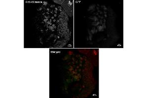 Immunofluorescence (IF) image for anti-Sarcolemma Associated Protein (SLMAP) (N-Term) antibody (ABIN7273027) (SLMAP Antikörper  (N-Term))
