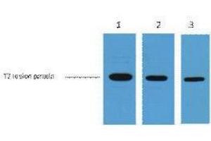 Western Blotting (WB) image for anti-T7-Tag antibody (ABIN3181085) (T7-Tag Antikörper)
