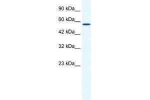 BTBD15 antibody used at 0. (ZBTB44 Antikörper  (C-Term))