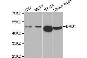 Western blot analysis of extracts of various cell lines, using DRD1 antibody. (Dopamine Receptor d1 Antikörper)