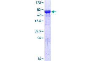 BAG5 Protein (AA 1-447) (GST tag)