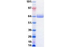 Western Blotting (WB) image for EPH Receptor A4 (EPHA4) protein (DYKDDDDK-His Tag) (ABIN2720238)