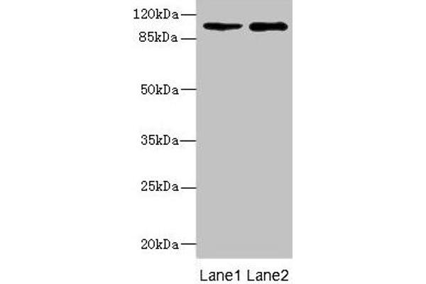 GRIK3 anticorps  (AA 32-240)