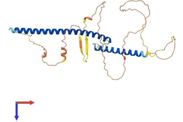 USF1 Protein (AA 1-310) (His tag)
