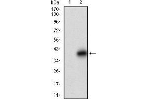 Western blot analysis using DCN mAb against HEK293 (1) and DCN (AA: 263-324)-hIgGFc transfected HEK293 (2) cell lysate. (Decorin Antikörper  (AA 263-324))